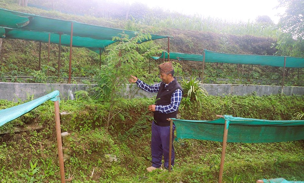 जडीबुटीखेती गरेर वार्षिक ७ लाखसम्म आम्दानी लिँदै वडाध्यक्ष शेर्पा