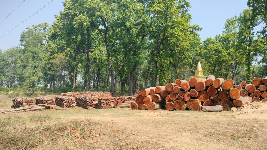 कार्यविधि नहुँदा सामुदायिक वनका करोडौँको काठ कुहिँदै