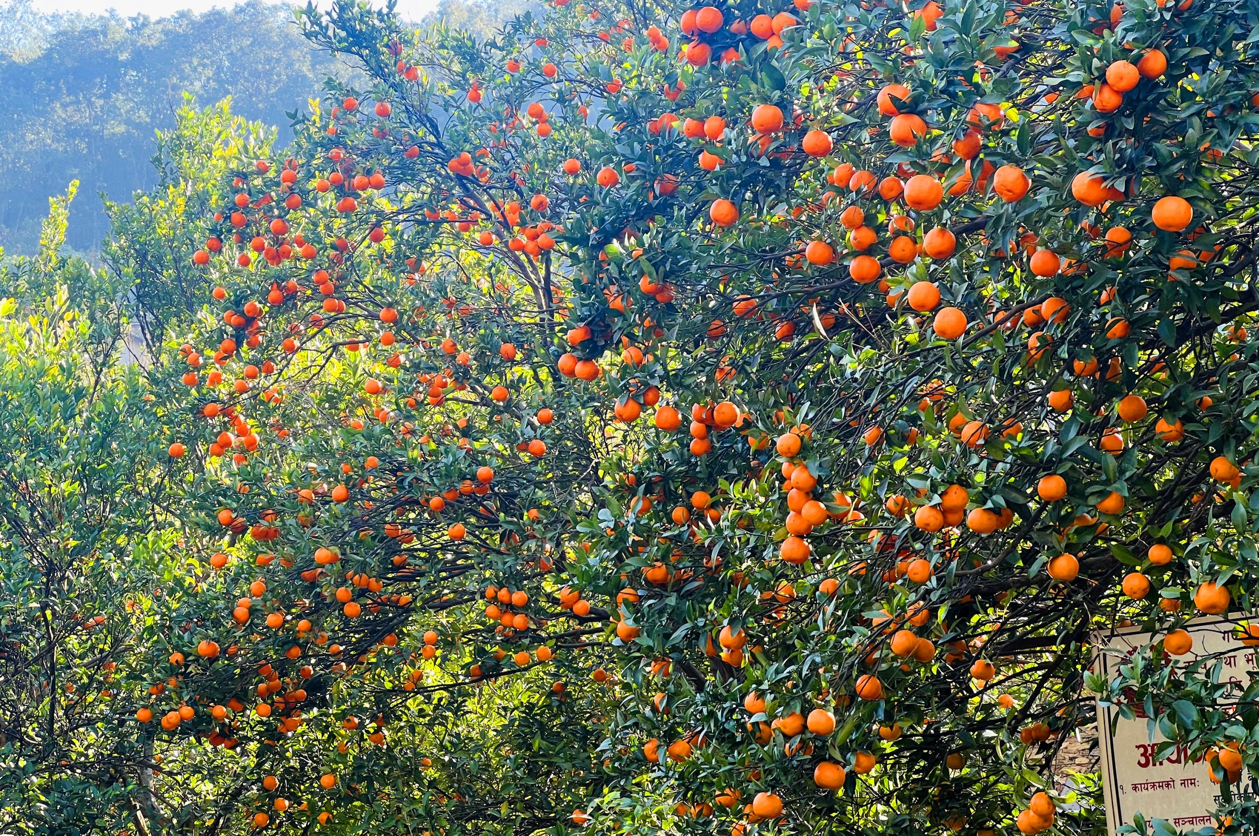 बागलुङका किसानका व्यथा : सुन्तला सस्तोमा बेच्न बाध्य